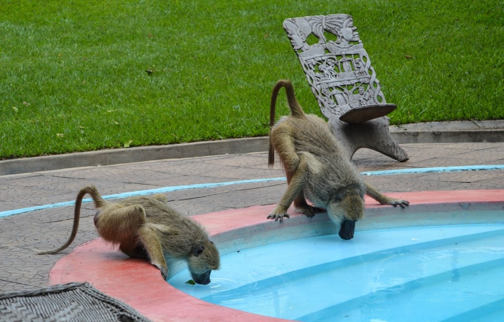 Baboons Safari Beach Lodge Lake Malawi