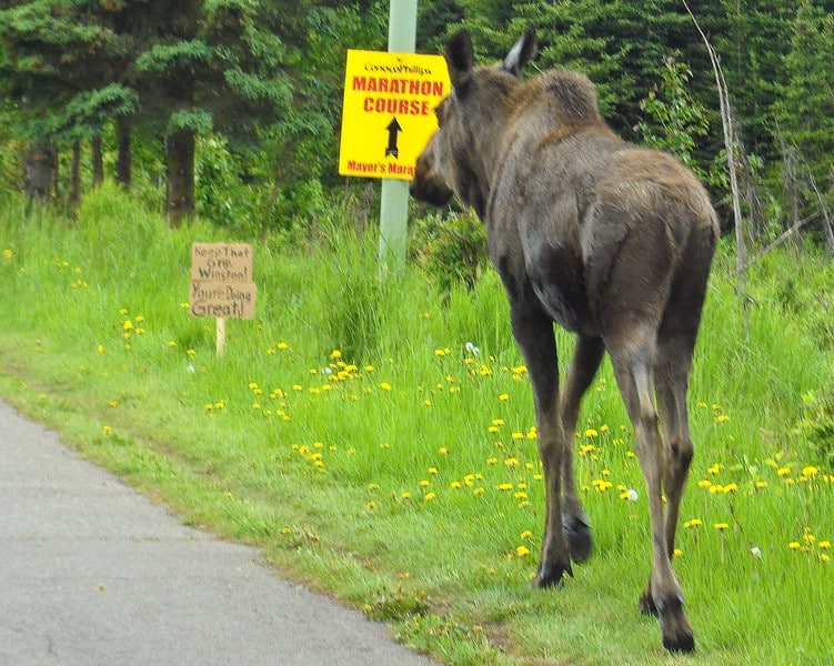 Moose Mayors Marathon Alaska