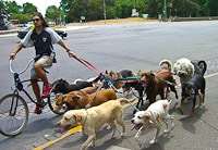 Buenos Aires – Dog Lover’s Paradise