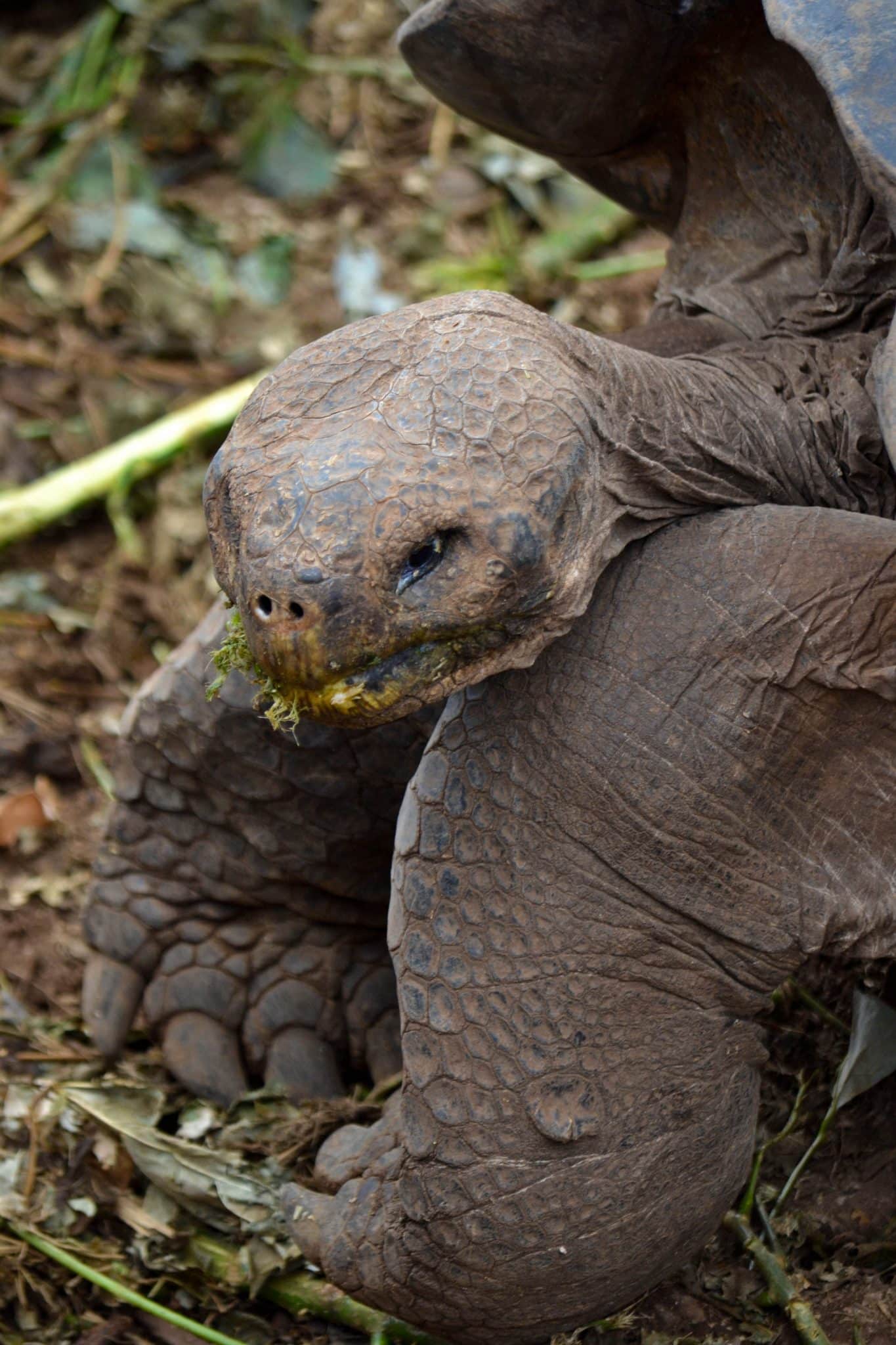 Tortoise Charles Darwin Research Center Galapagos