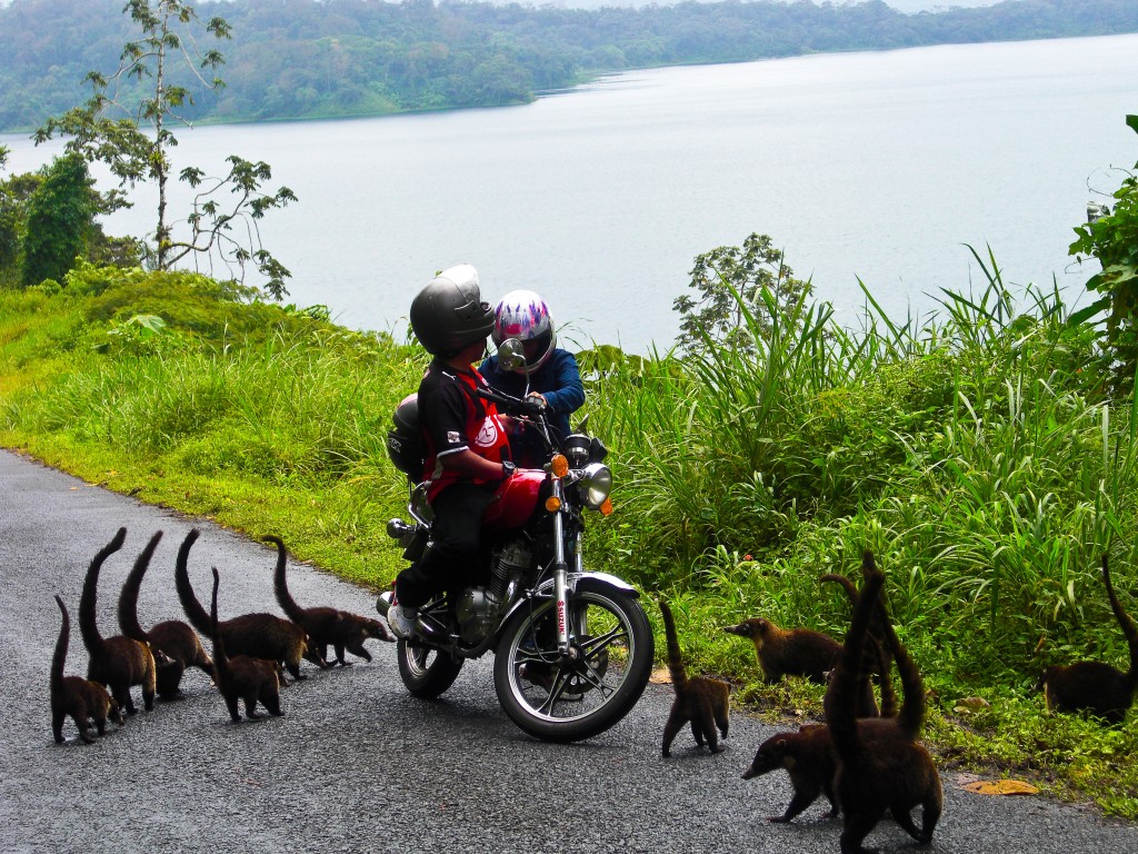 Ring-tailed coatis Costa Rica