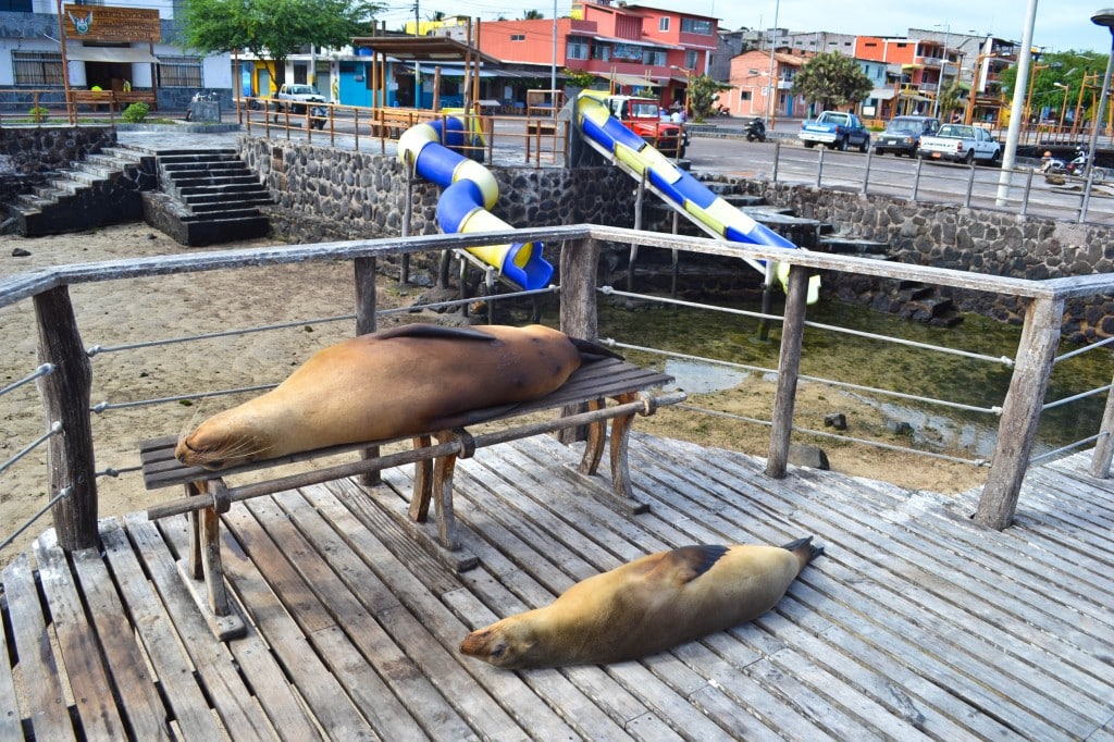 Sea Lions San Cristobal Galapagos