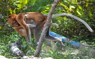 Proboscis monkeys Bako National Park Sarawak Borneo