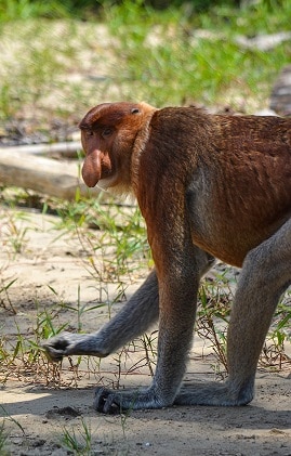 Proboscis monkey Bako National Park Sarawak Borneo
