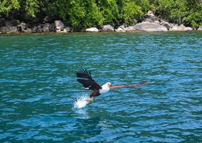 Fish-eagle Lake Malawi