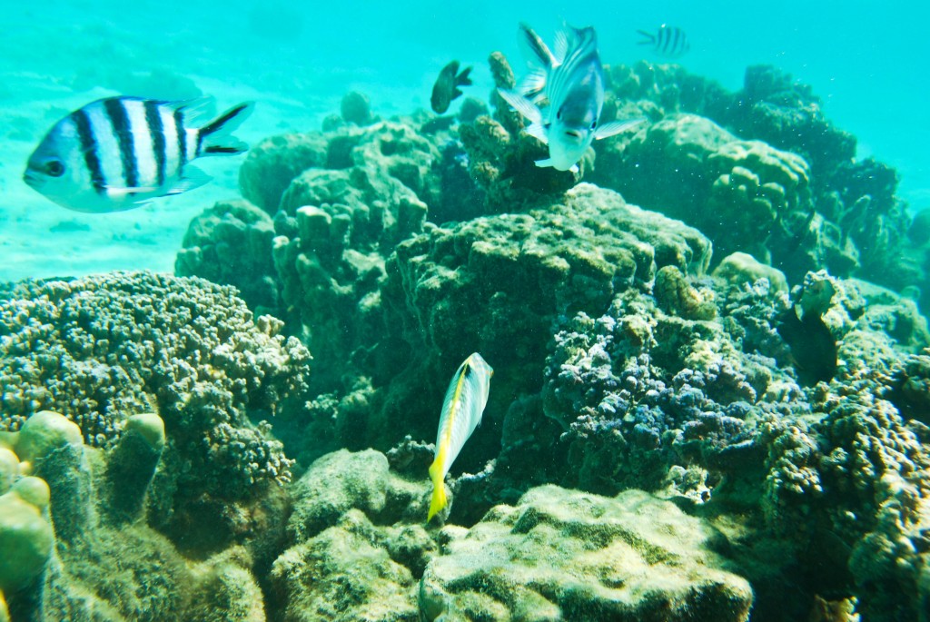 Underwater Moorea French Polynesia