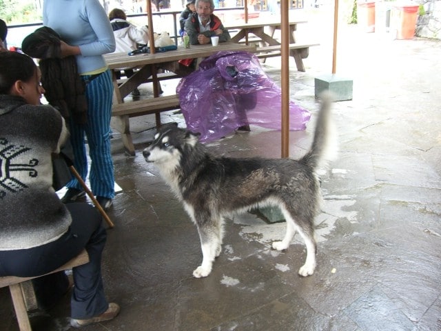 Husky Machu Picchu Peru