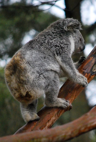 Koala Taronga Zoo Sydney Australia