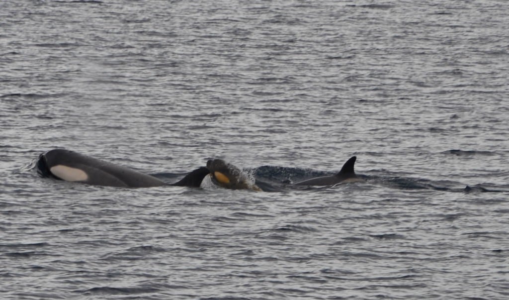 Killer whales Antarctica