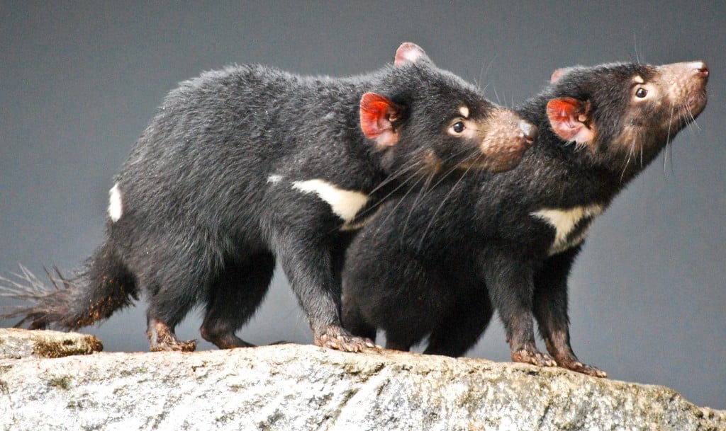 Tasmanian devils Taronga Zoo Sydney
