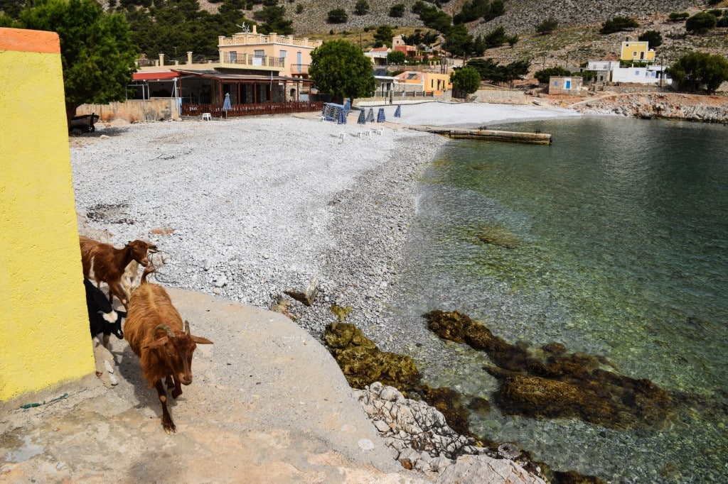 Goats Marathounda Beach Symi Greece